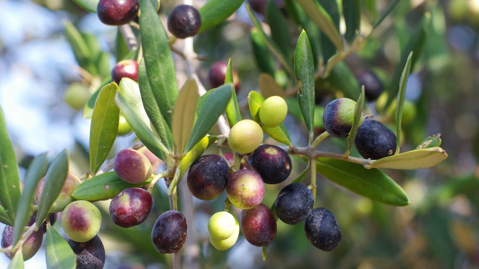 Moulin les gens d'olive