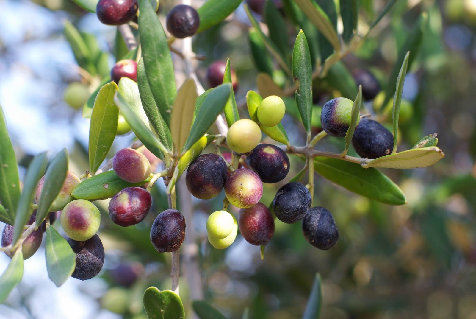 Association les Gens d'olive